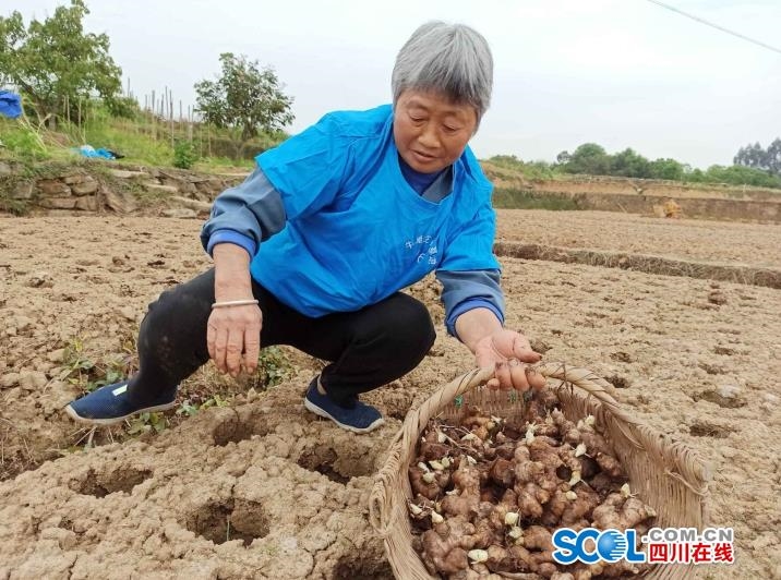 68>68正文 据刘小刚介绍,洞洞姜这一种植技术就是用特制的工具