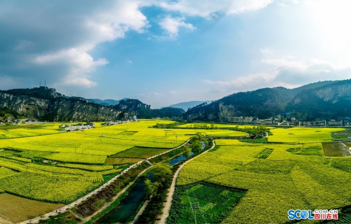 为题,报道了古蔺县双沙镇上万亩高产优质油菜花在乌蒙山区的峡谷开放