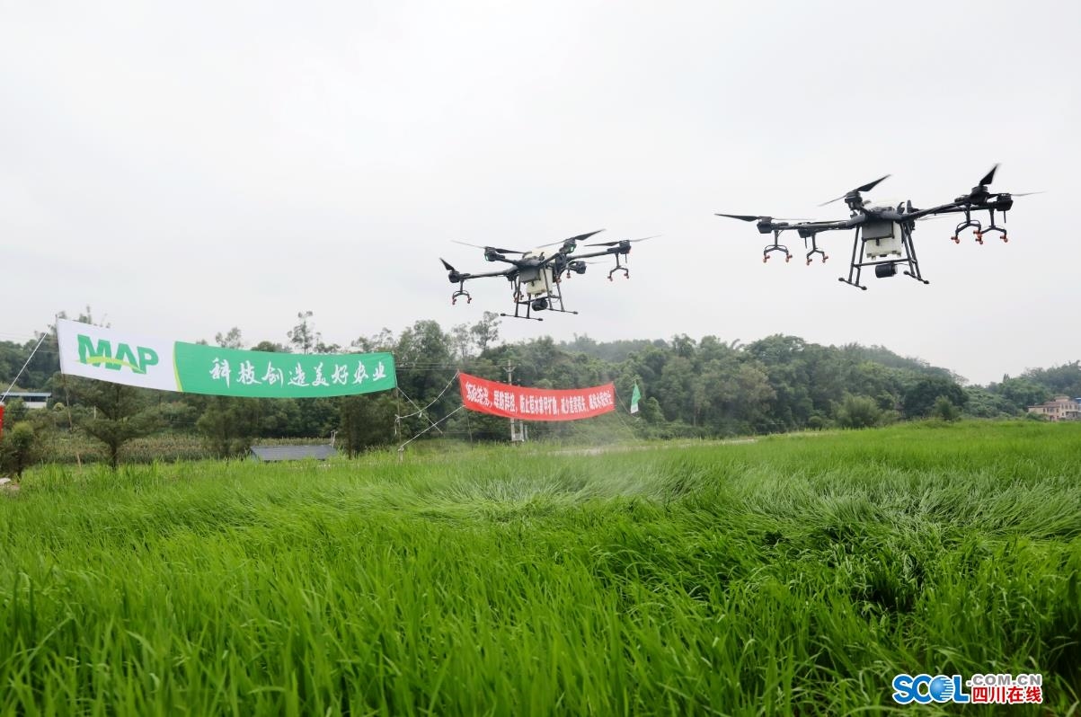 農業專業合作社工作人員正操作植保無人機對晚稻進行生物農藥噴灑作業